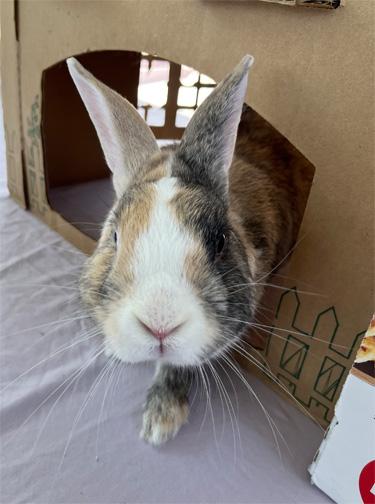 Enlarge CAMPION, a Adoptable mixed breed in San Clemente, CA image 1/4