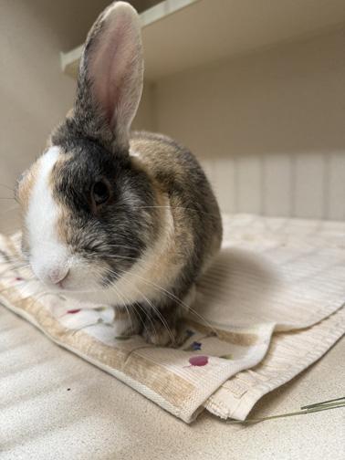 Enlarge CAMPION, a Adoptable mixed breed in San Clemente, CA image 3/4
