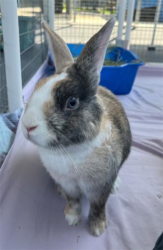 Enlarge CAMPION, a Adoptable mixed breed in San Clemente, CA image 4/4