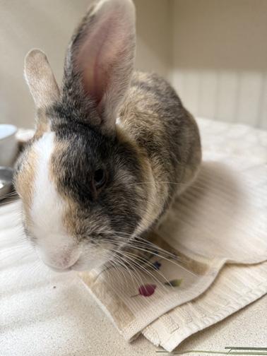 Enlarge CAMPION, a Adoptable mixed breed in San Clemente, CA image 2/4