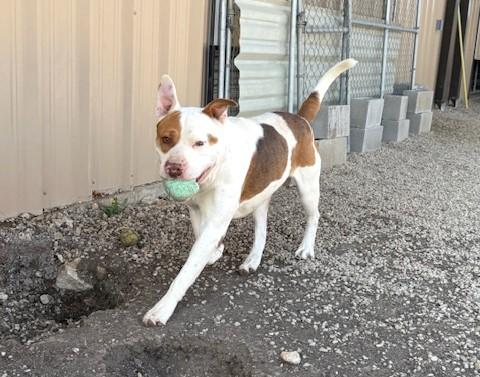 Enlarge Brock, a Adoptable mixed breed in West Dundee, IL image 2/4