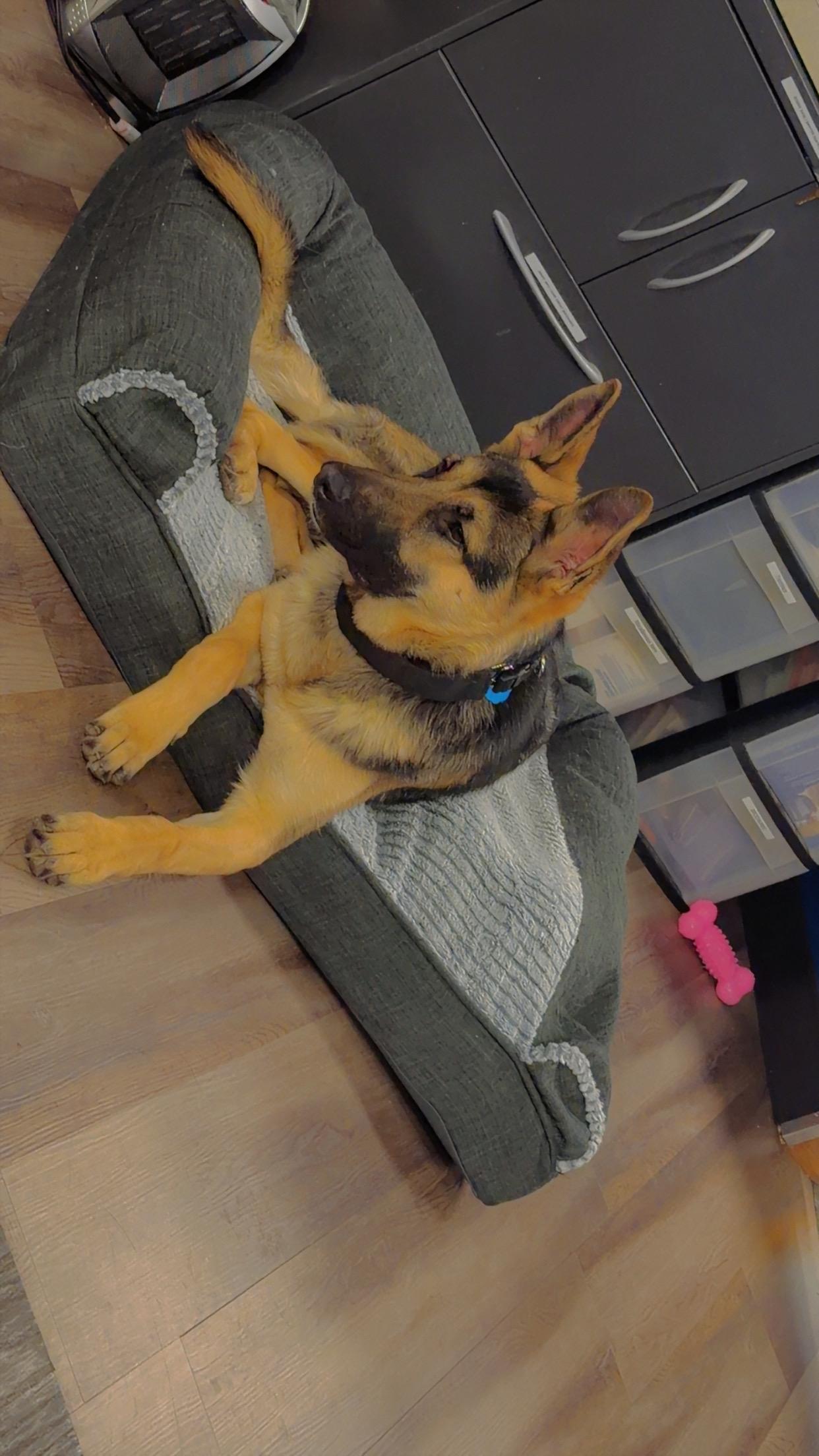 Izzy, ADOPTABLE, Young Female German Shepherd Dog.