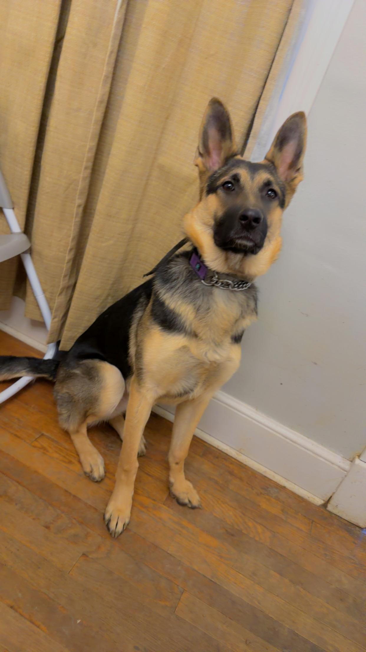 Enlarge Izzy, a ADOPTABLE German Shepherd Dog in Winchester, VA image 2/2
