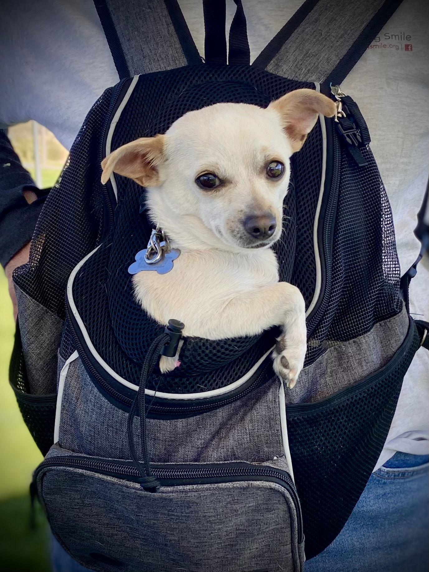 Enlarge Aubergine, a Adopted Chihuahua in Glendale, AZ image 2/3