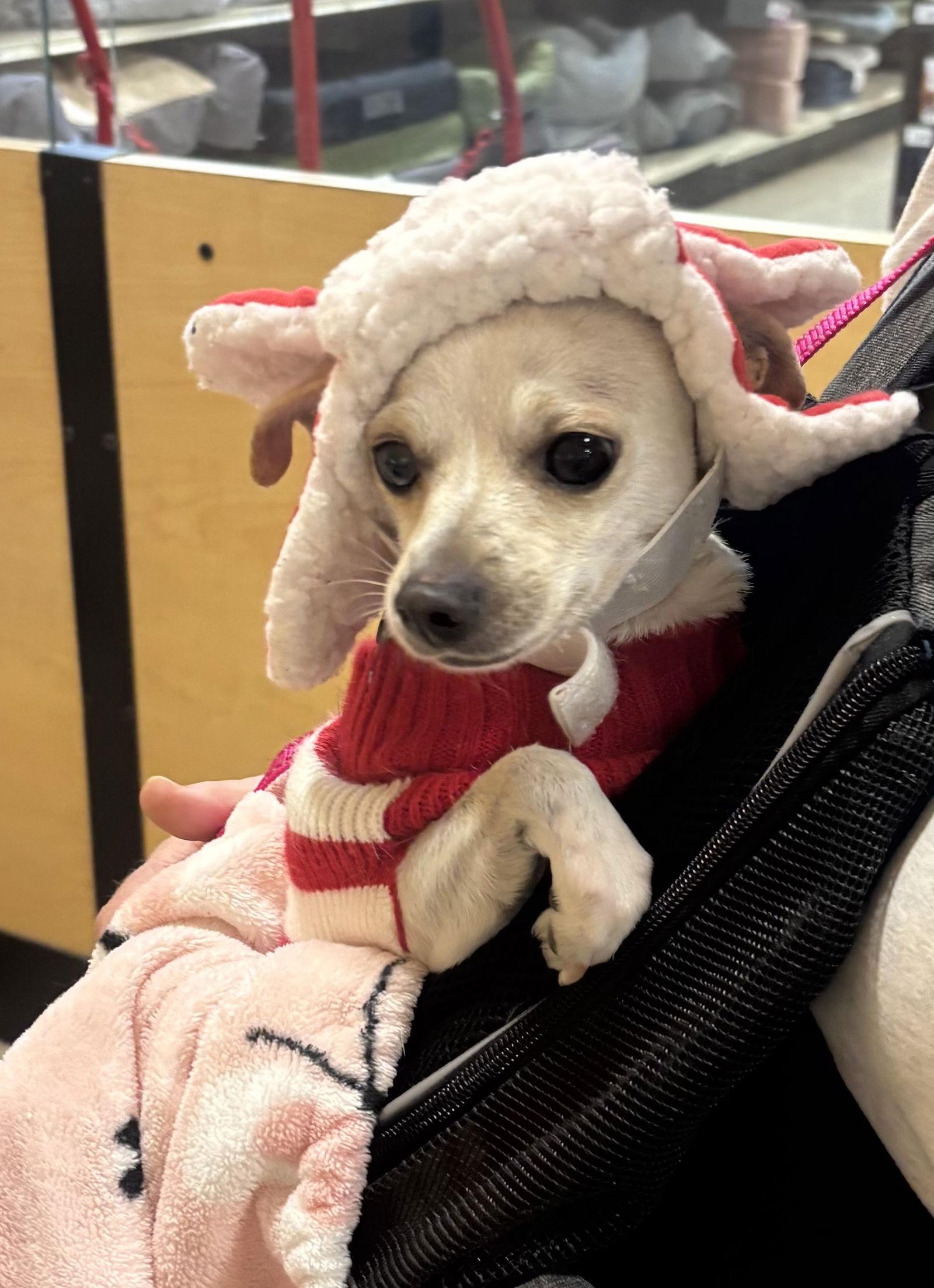 Enlarge Aubergine, a Adopted Chihuahua in Glendale, AZ image 3/3