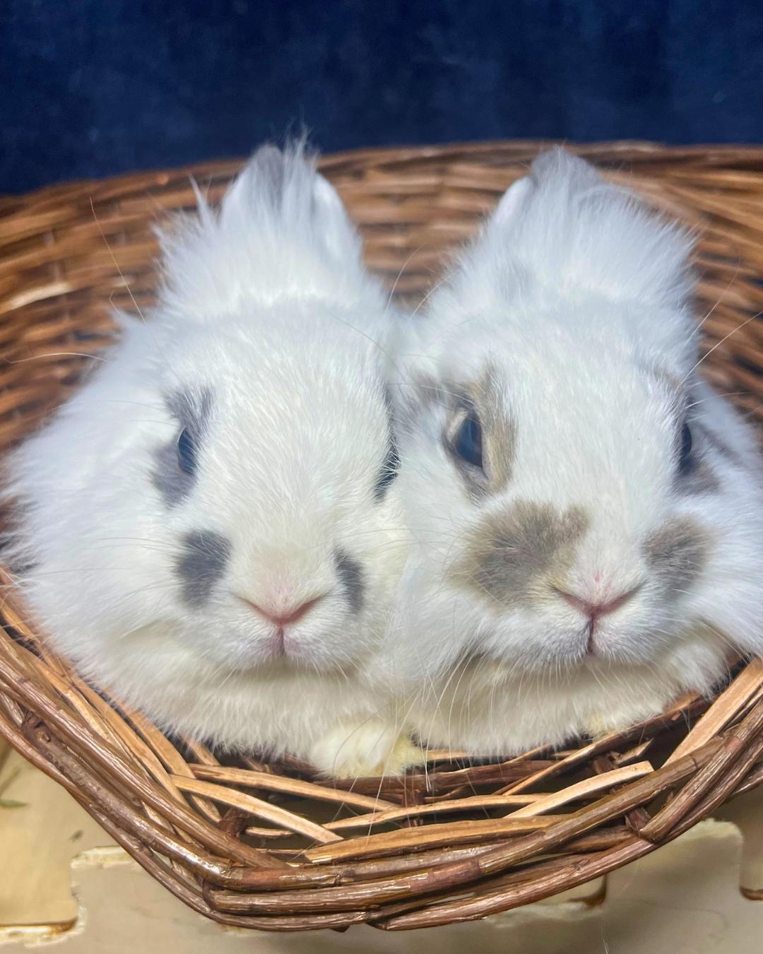 Oat and Chai, adoptable, Adult Female Dwarf & Lionhead.