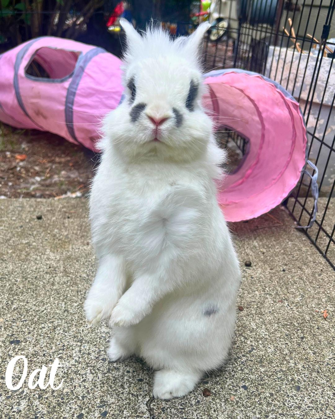 Oat and Chai, an adoptable mixed breed in Ferndale, WA image 5/6