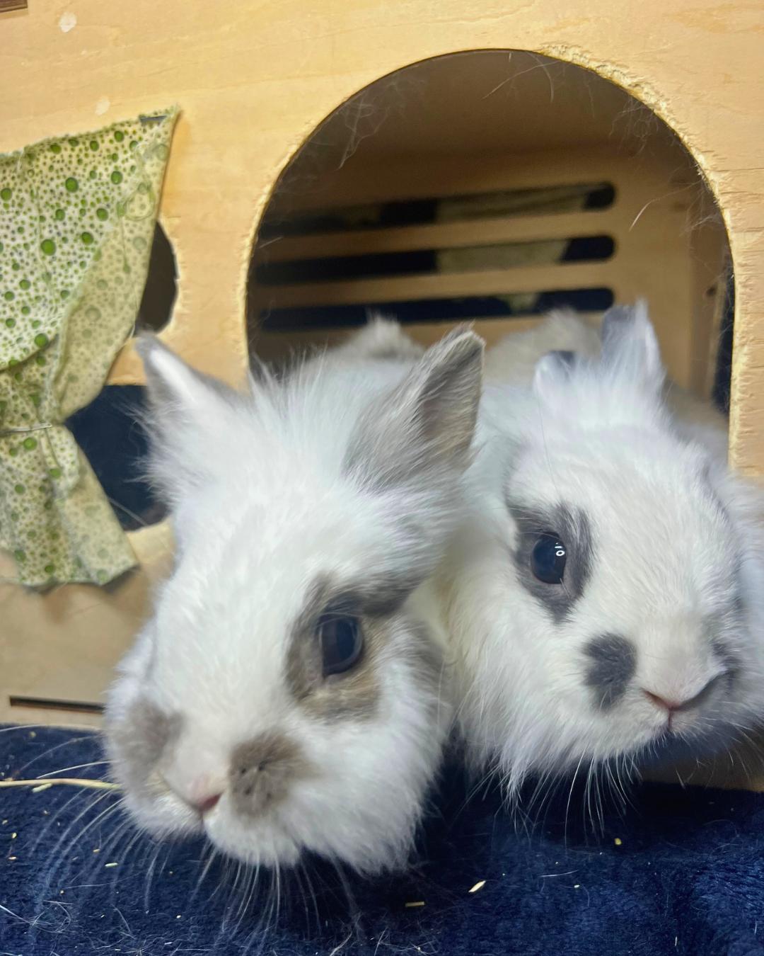 Oat and Chai, an adoptable mixed breed in Ferndale, WA image 6/6