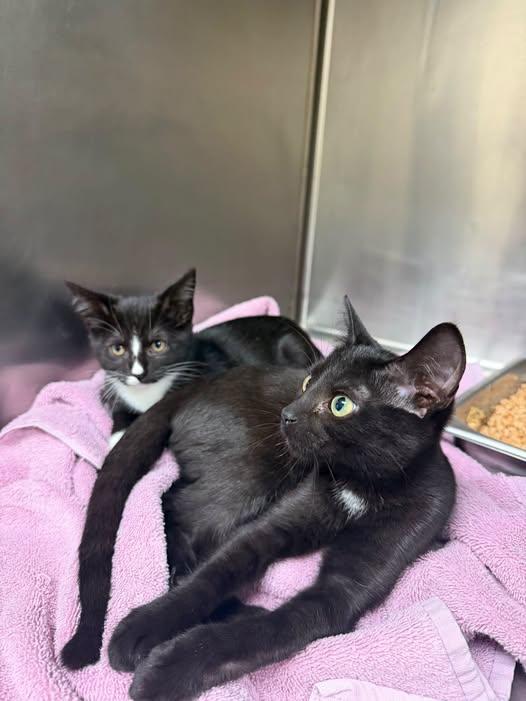 Logan and Stone, Adoptable, Kitten Female Domestic Short Hair.