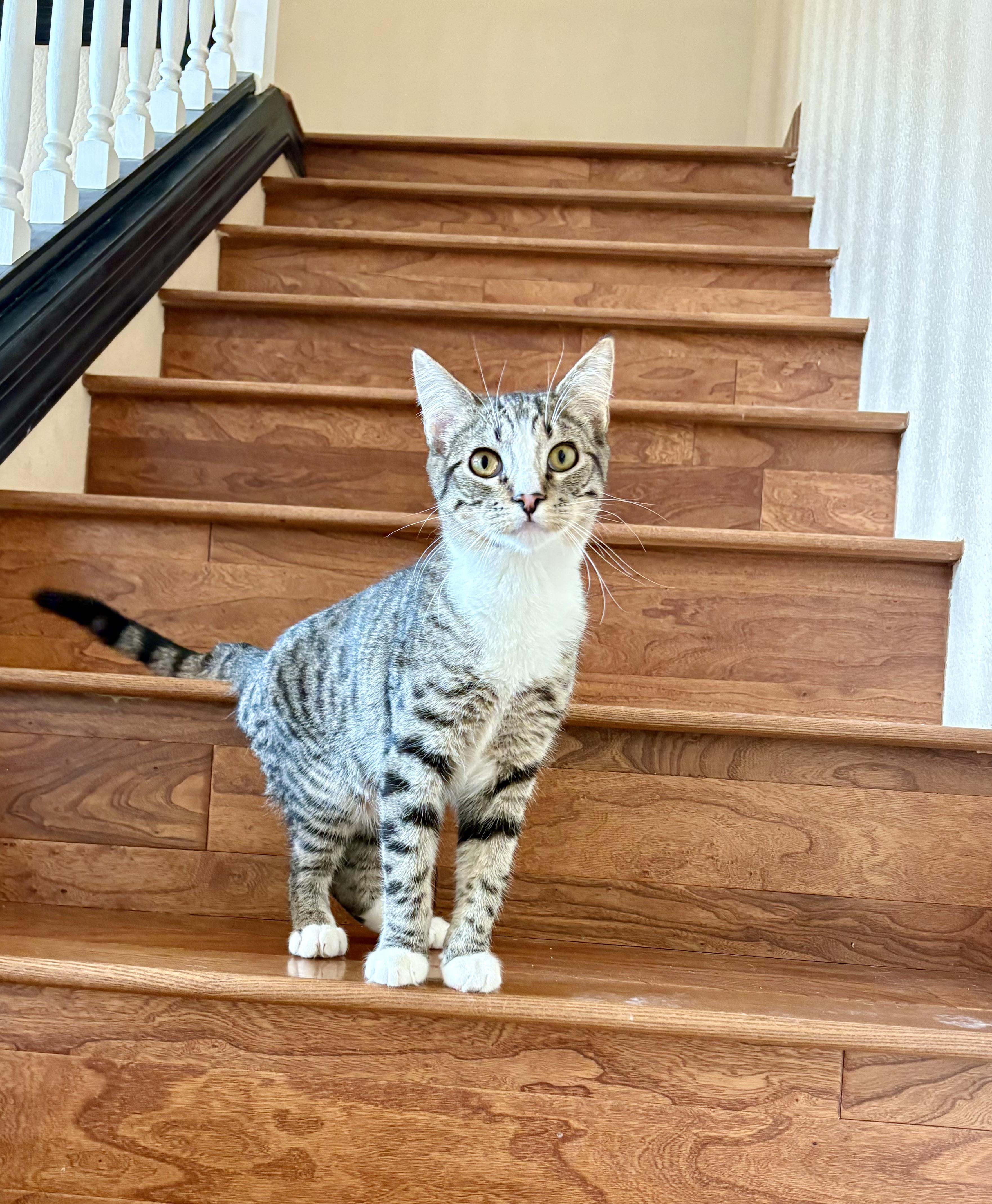 Marvin, Young Male Domestic Short Hair