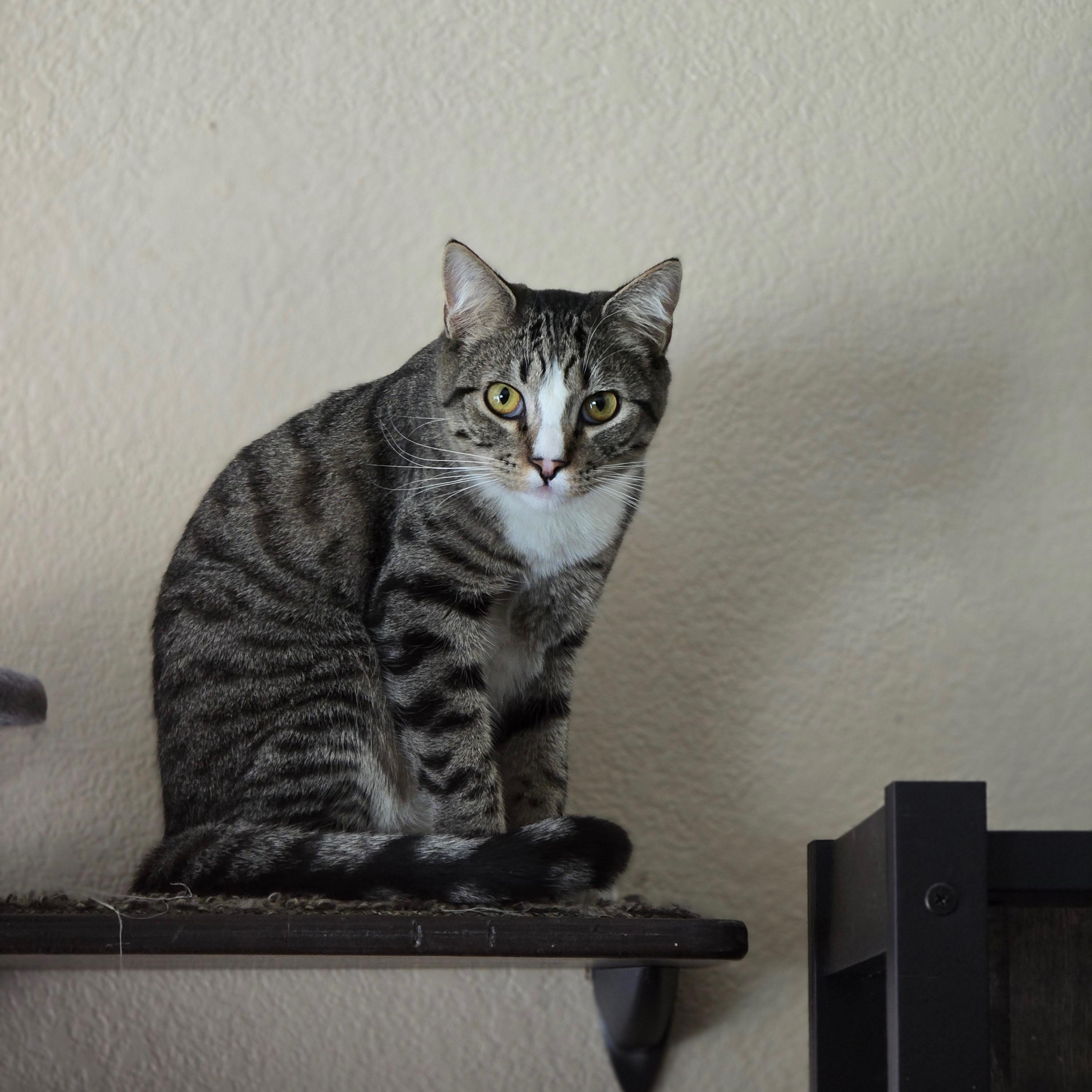 Marvin