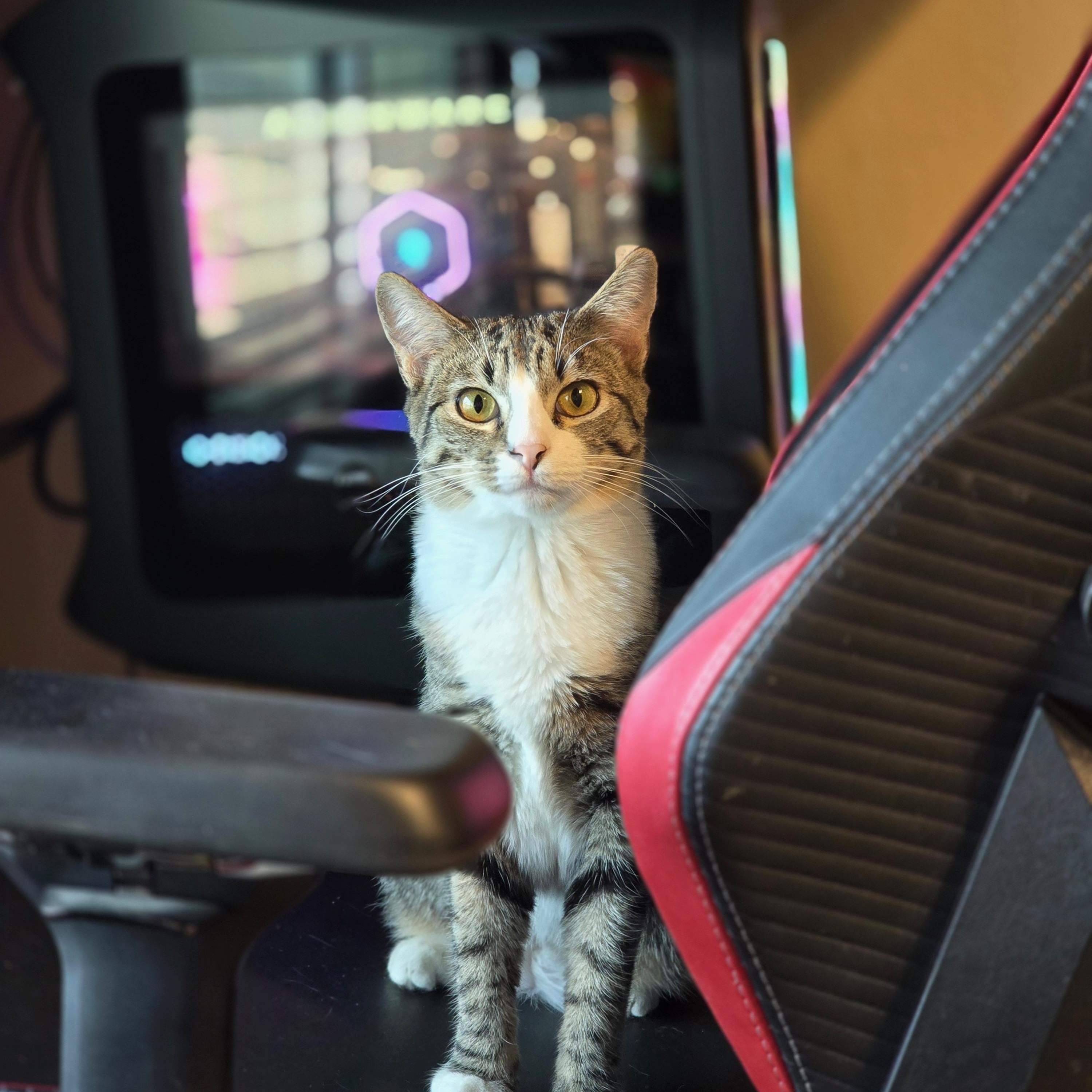 Marvin, Adoptable, Young Male Domestic Short Hair.