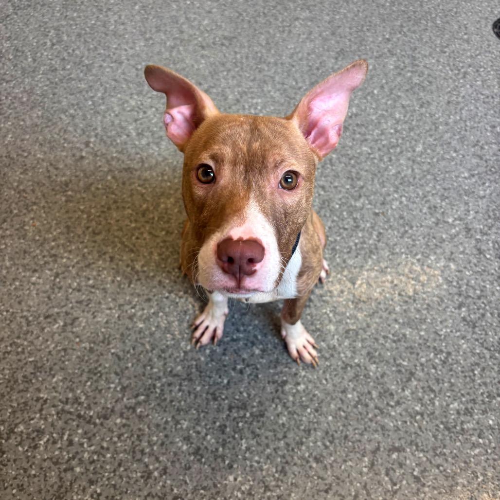 Tag, adopted, Adult Male Mixed Breed.