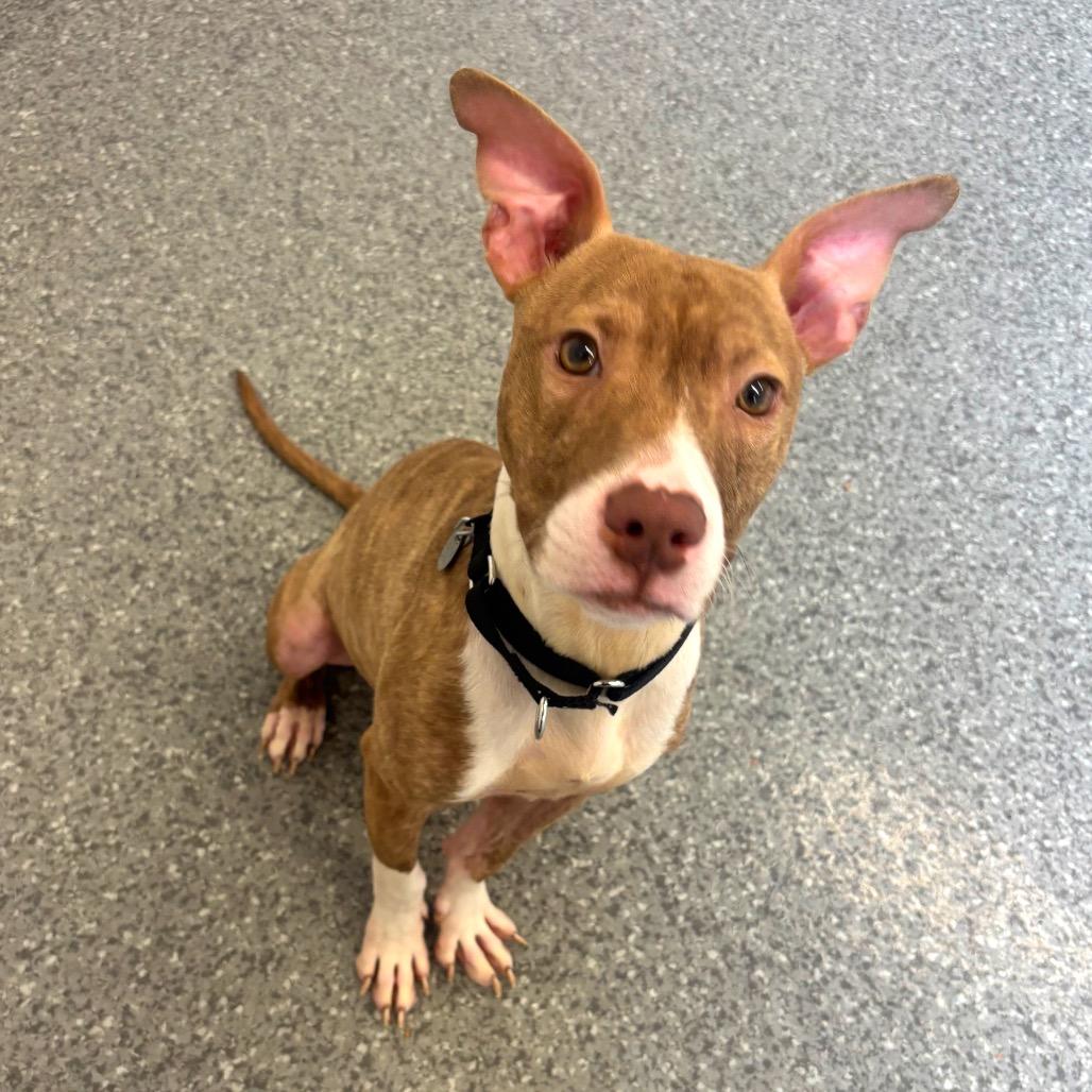 Enlarge Tag, an adopted Mixed Breed in Chicago, IL image 3/3