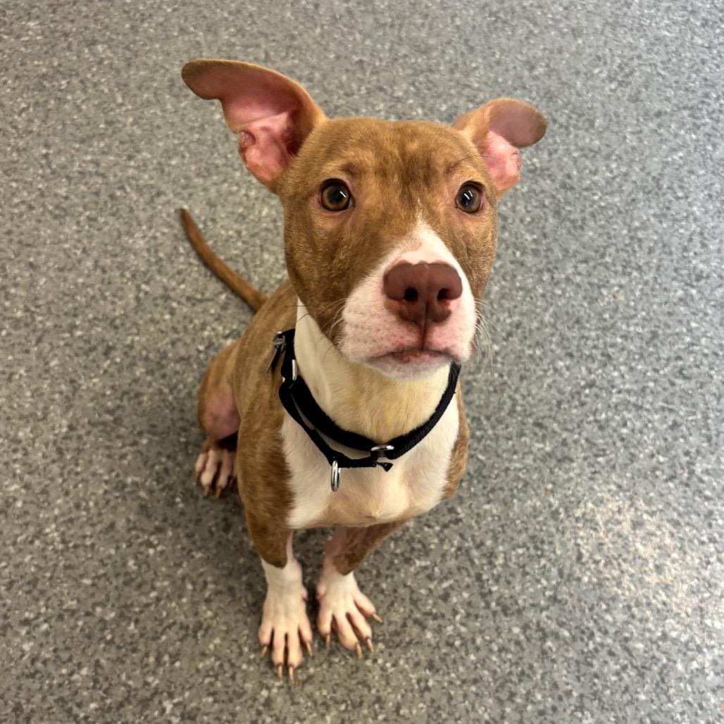 Enlarge Tag, an adopted Mixed Breed in Chicago, IL image 2/3