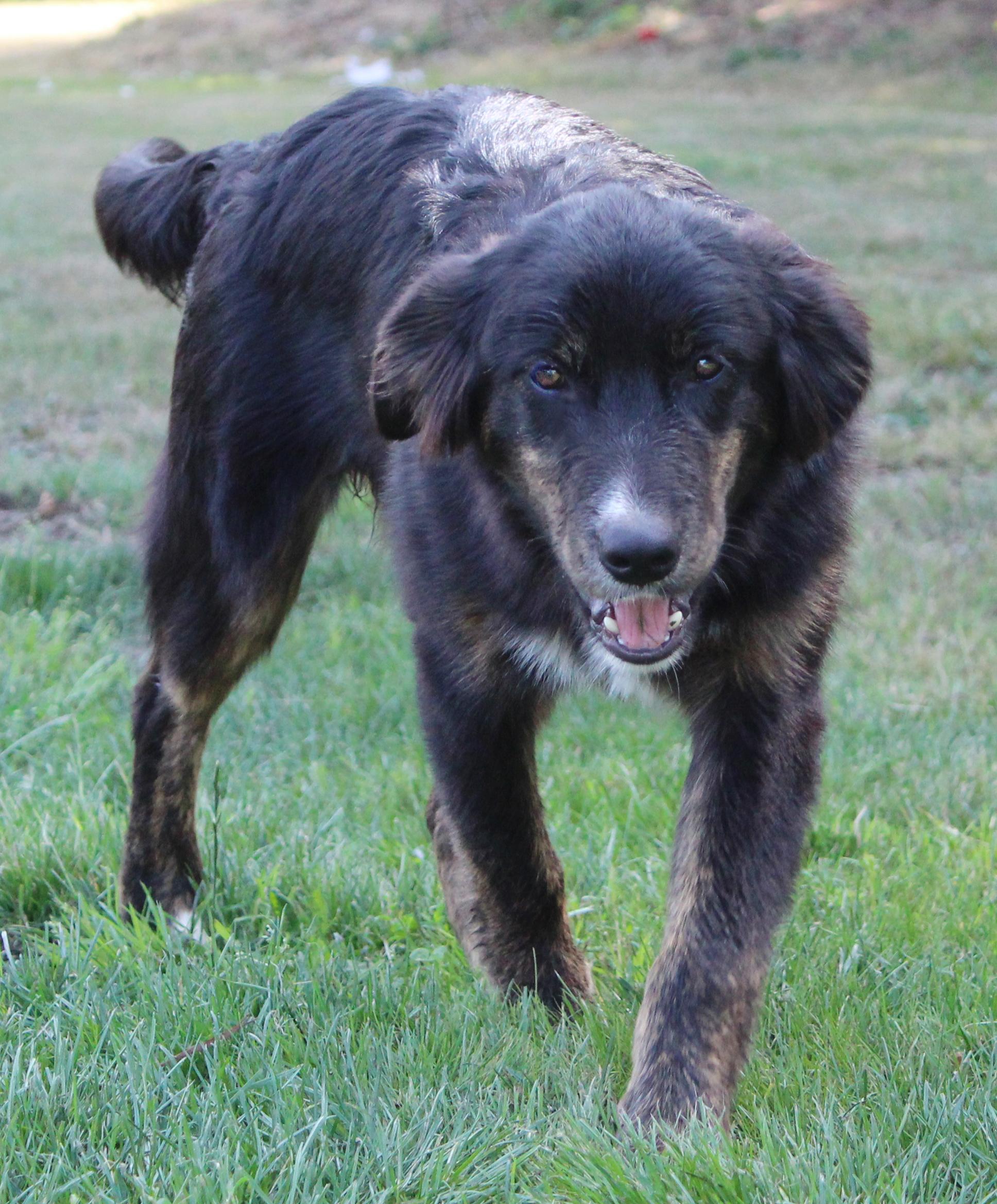 Koala (Aussie Animal litter), a Adoptable mixed breed in Silvana, WA image 3/6