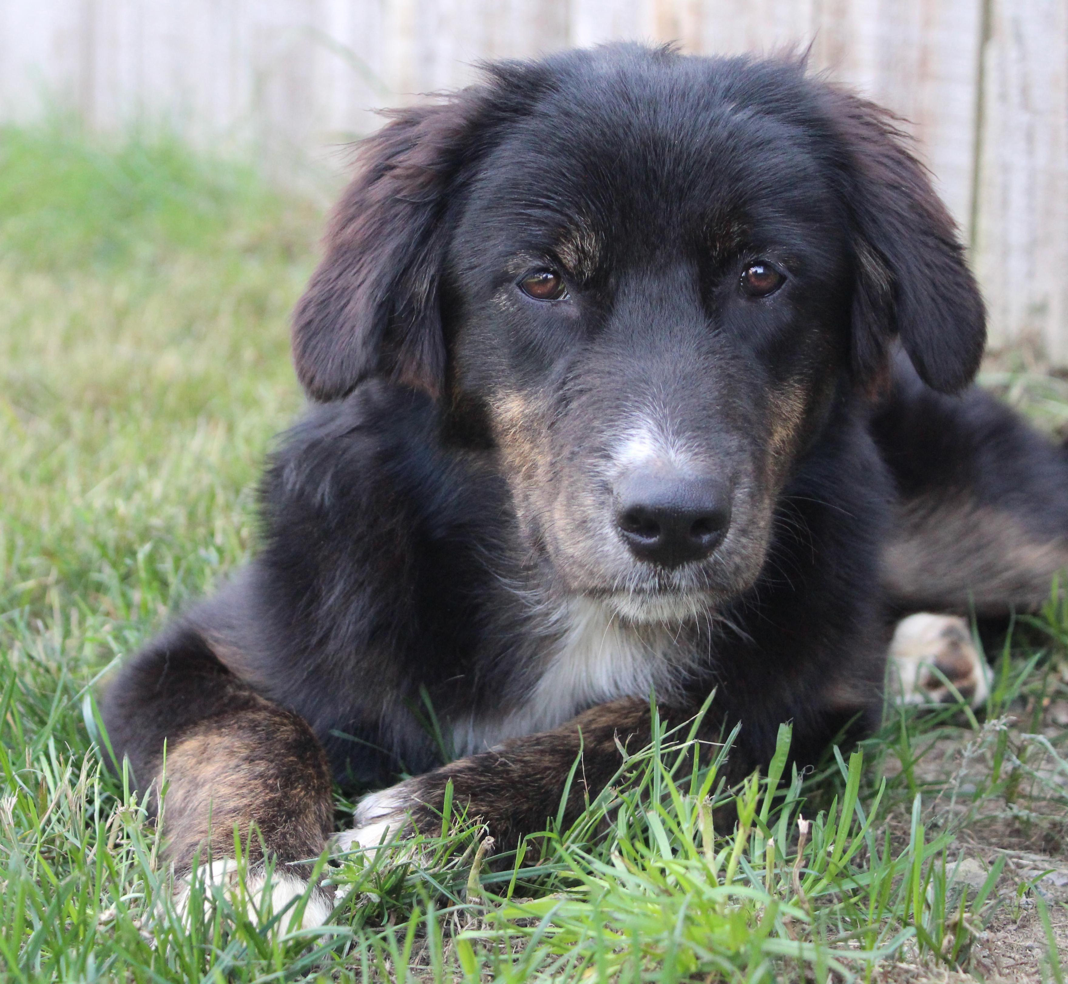 Koala (Aussie Animal litter), a Adoptable mixed breed in Silvana, WA image 1/6