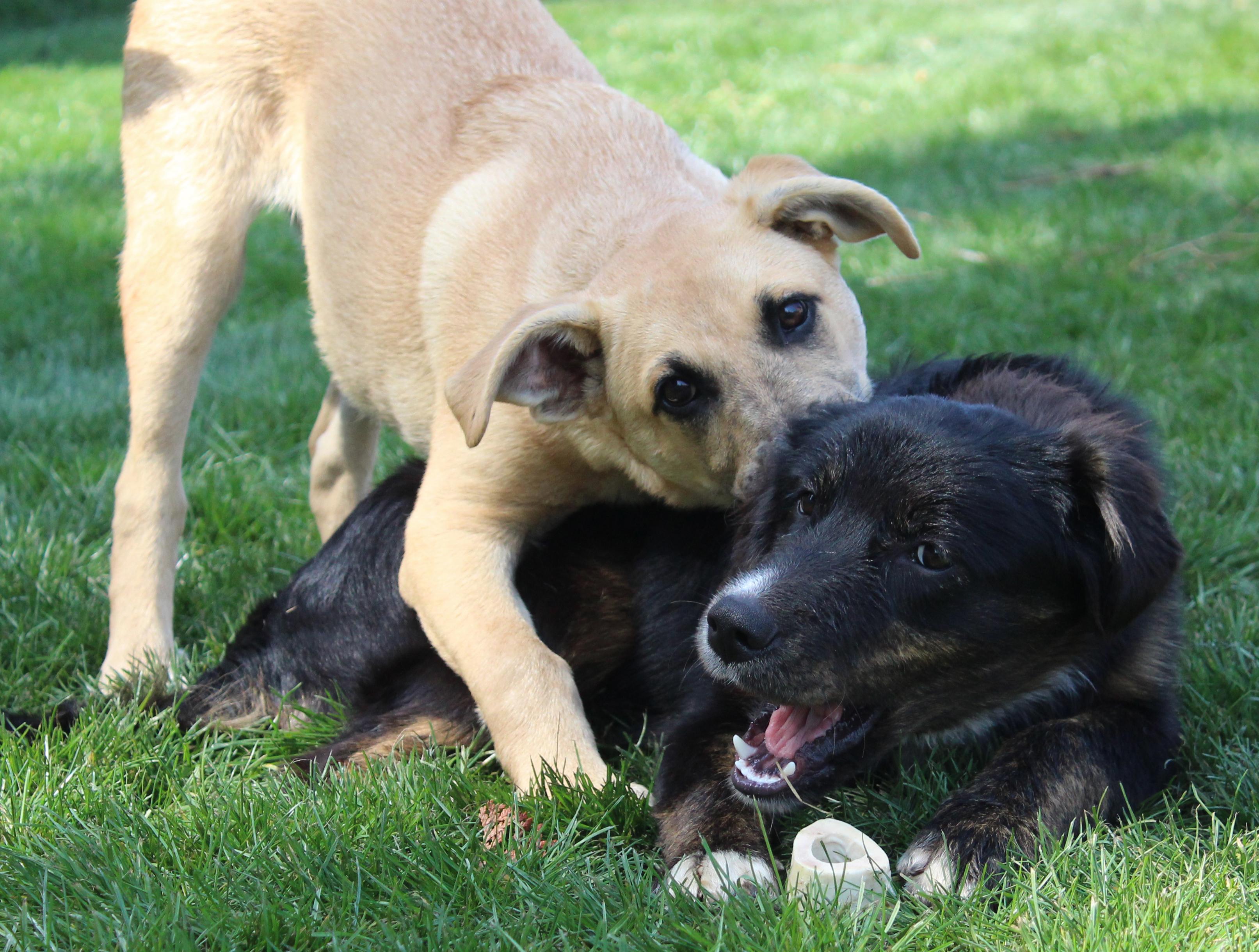Koala (Aussie Animal litter), a Adoptable mixed breed in Silvana, WA image 2/6