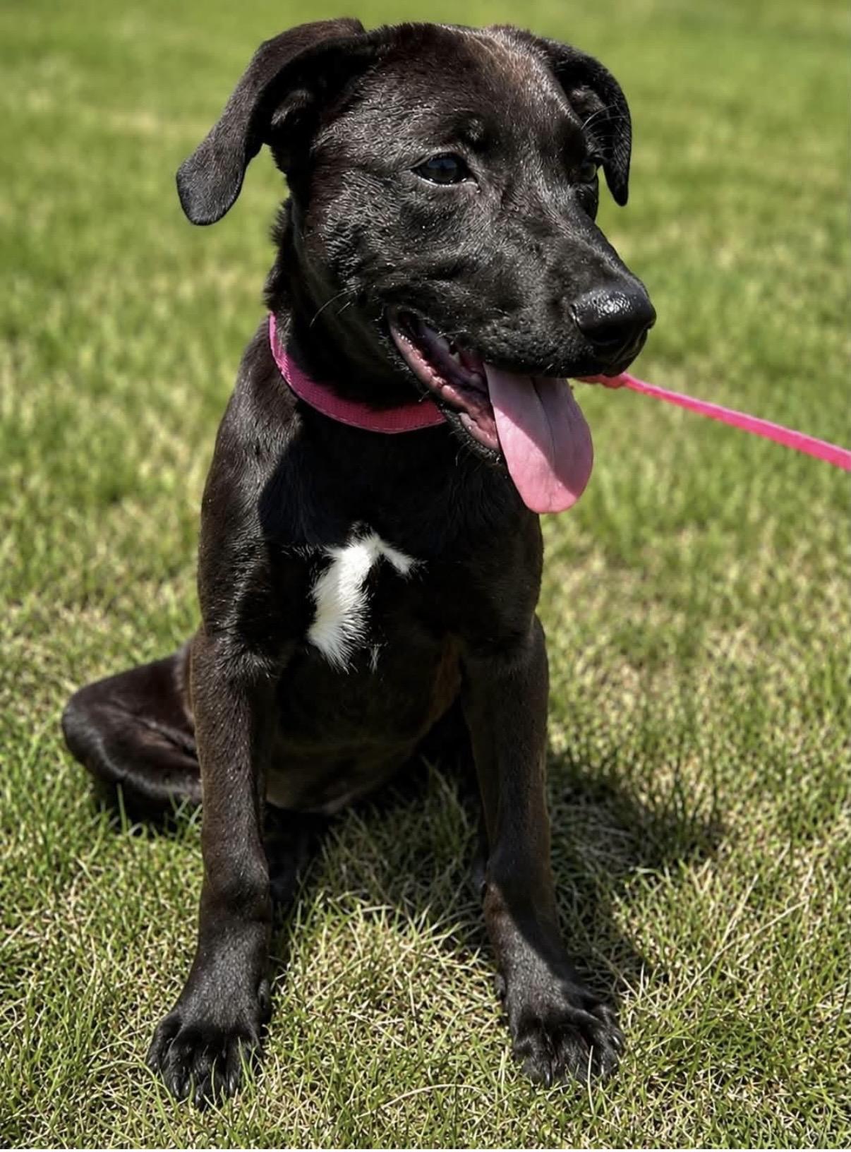 Rosie Petal, an adoptable mixed breed in Watertown, CT image 6/6