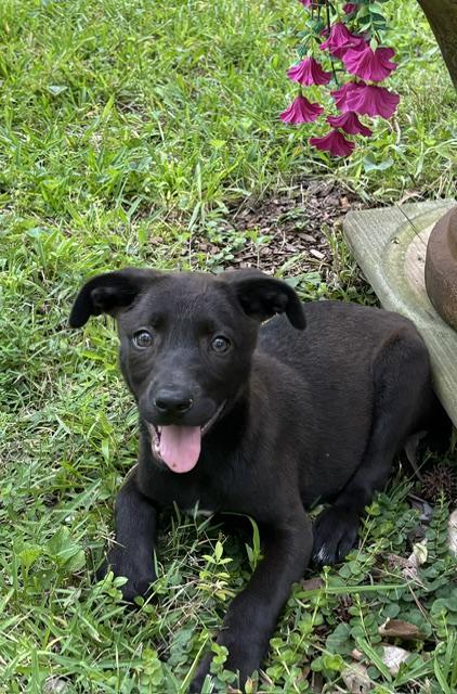 Rosie Petal, an adoptable mixed breed in Watertown, CT image 3/6