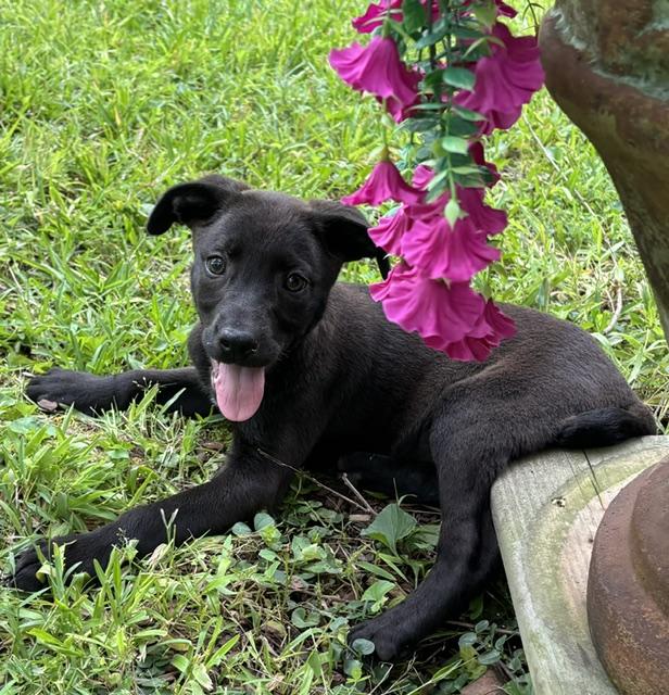 Rosie Petal, an adoptable mixed breed in Watertown, CT image 2/6
