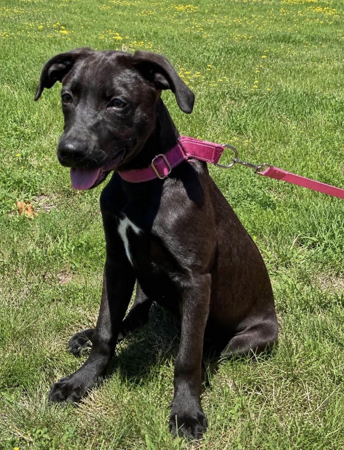 Rosie Petal, an adoptable mixed breed in Watertown, CT image 1/6