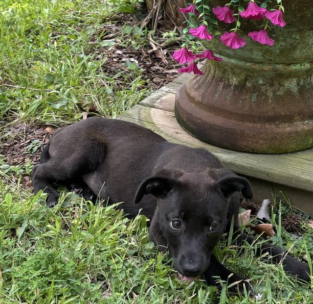 Rosie Petal, an adoptable mixed breed in Watertown, CT image 5/6