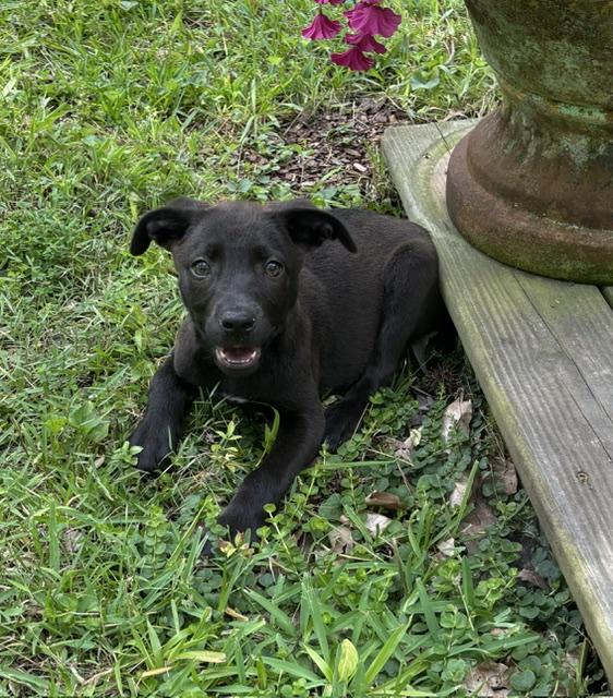 Rosie Petal, an adoptable mixed breed in Watertown, CT image 4/6