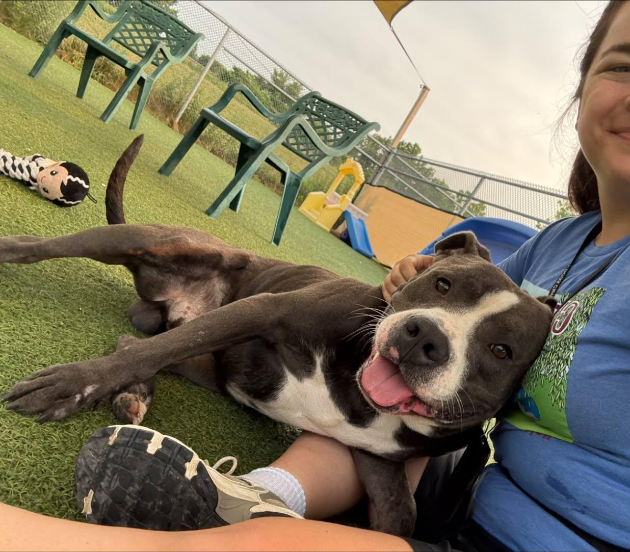 Dino, adopted, Young Male Pit Bull Terrier.