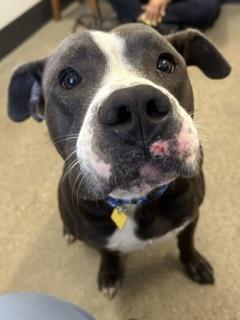 Enlarge Dino, an adopted mixed breed in Cleveland, OH image 2/4