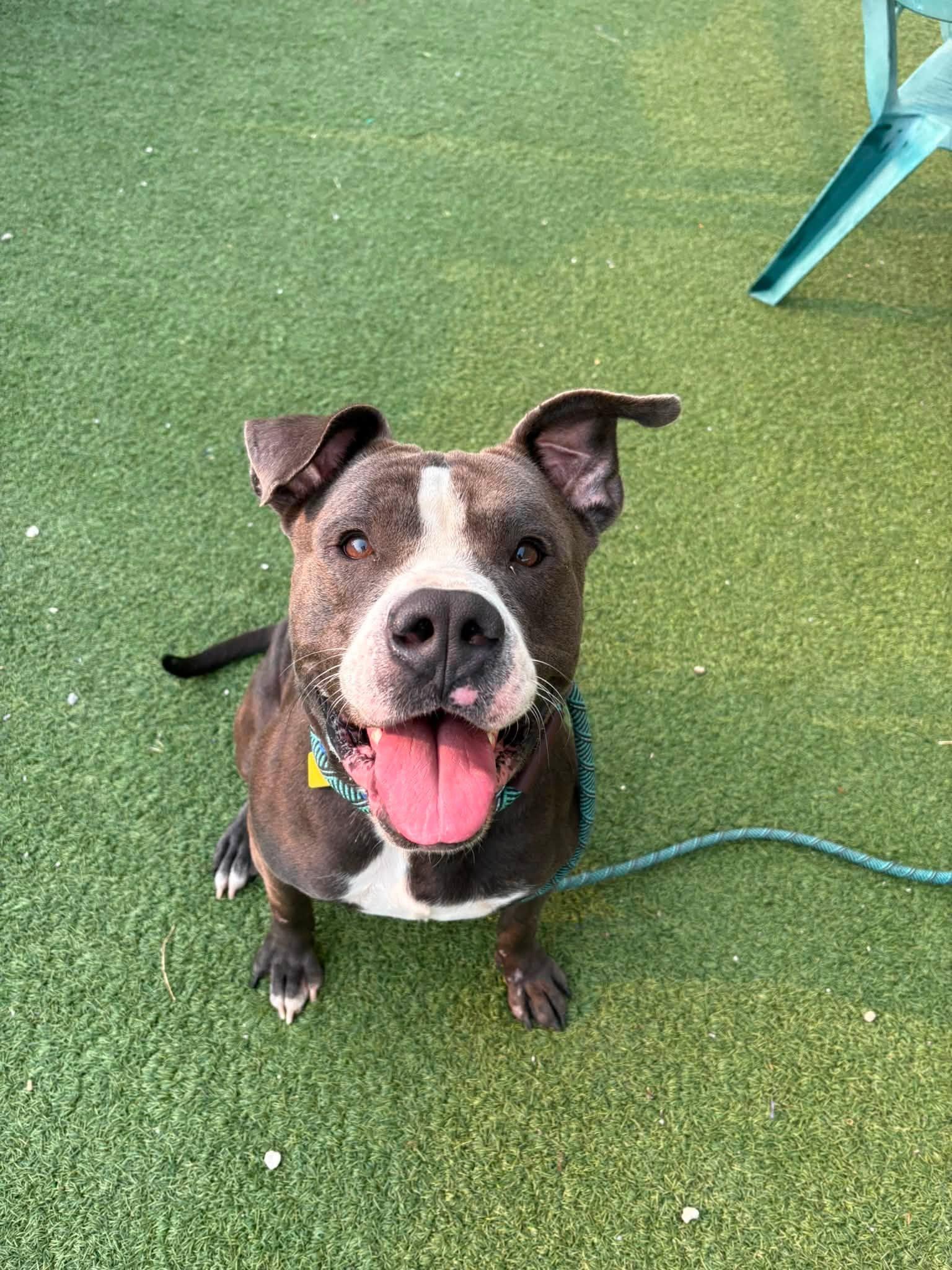 Enlarge Dino, an adopted mixed breed in Cleveland, OH image 4/4