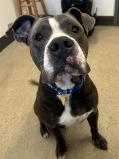 Enlarge Dino, an adopted mixed breed in Cleveland, OH image 3/4