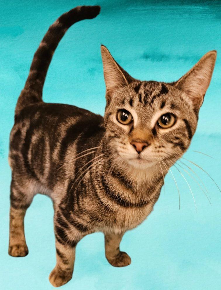 Cat for adoption Beetlejuice, a Domestic Short Hair & Tabby Mix in