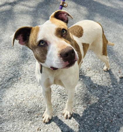 Remington (Remy) (Bio ✅), Adoptable, Adult Female Pit Bull Terrier.