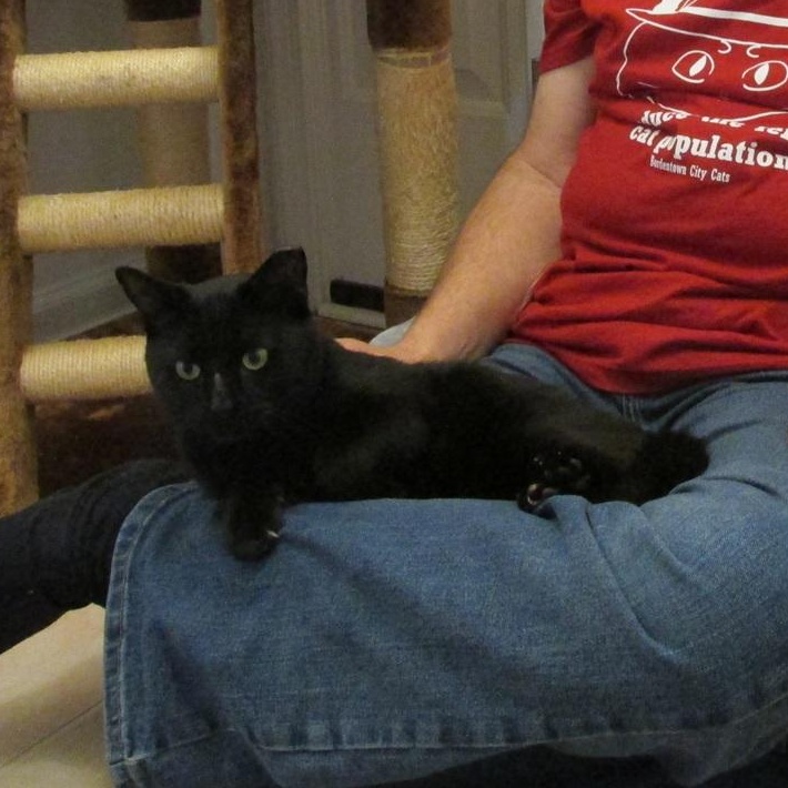 Enlarge Purrlock Holmes, a Adoptable Domestic Short Hair in Bordentown, NJ image 2/5