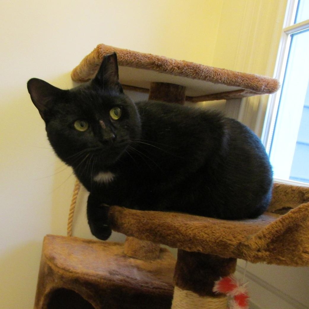 Enlarge Purrlock Holmes, a Adoptable Domestic Short Hair in Bordentown, NJ image 3/5