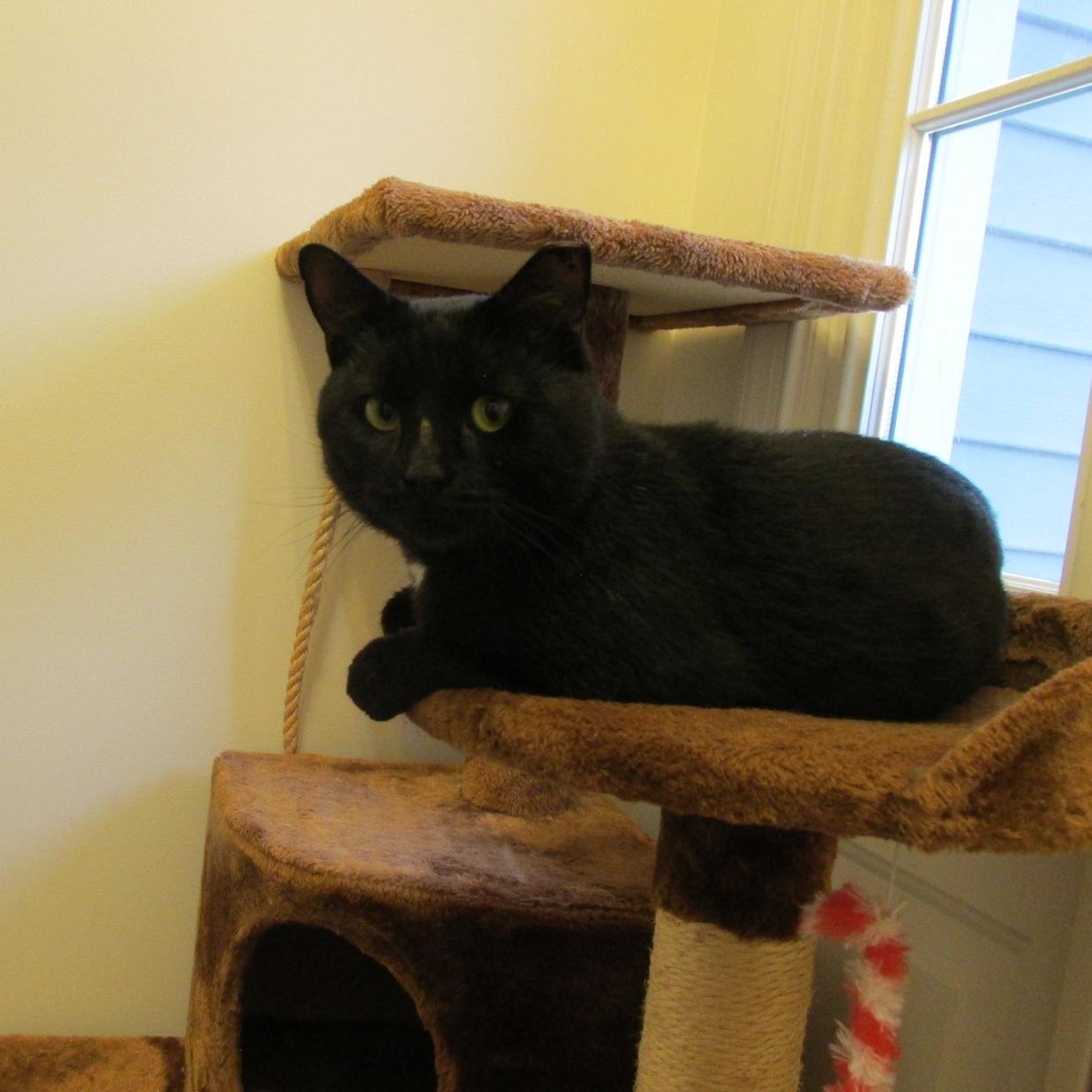 Enlarge Purrlock Holmes, a Adoptable Domestic Short Hair in Bordentown, NJ image 1/5