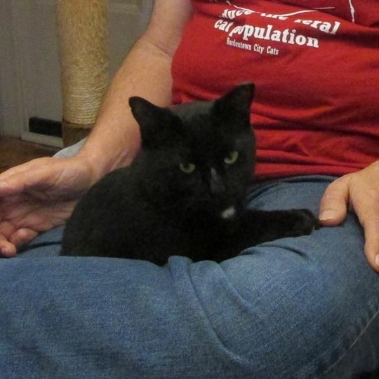 Enlarge Purrlock Holmes, a Adoptable Domestic Short Hair in Bordentown, NJ image 4/5