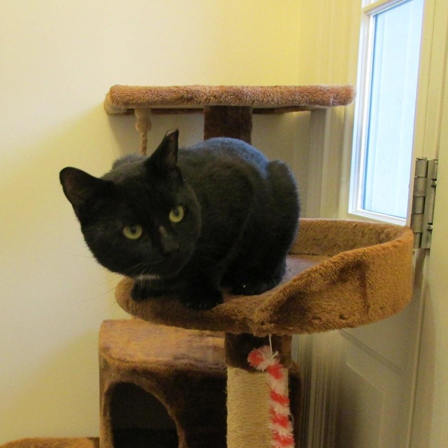 Enlarge Purrlock Holmes, a Adoptable Domestic Short Hair in Bordentown, NJ image 5/5