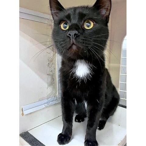 Yoshi, adopted, Young Male Domestic Short Hair.