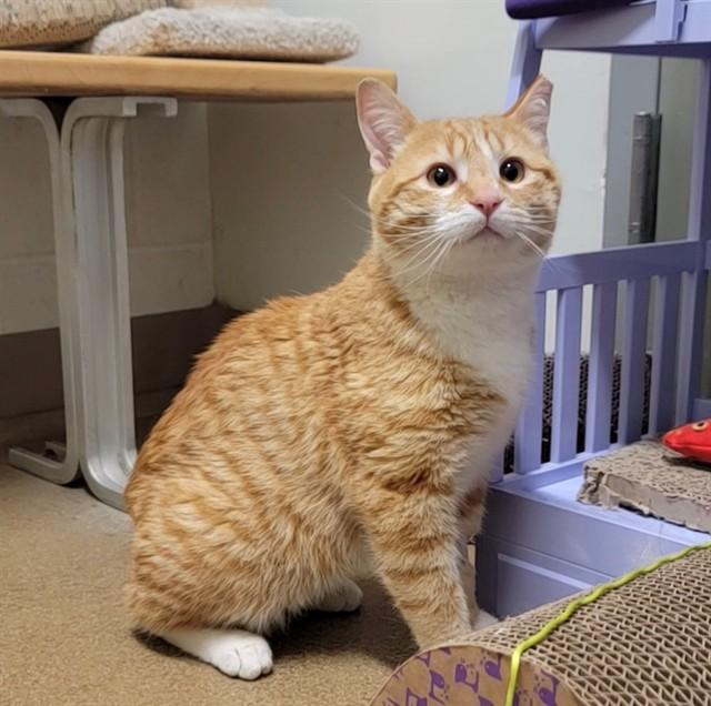 SILAS, Adoptable, Young Male Domestic Short Hair.