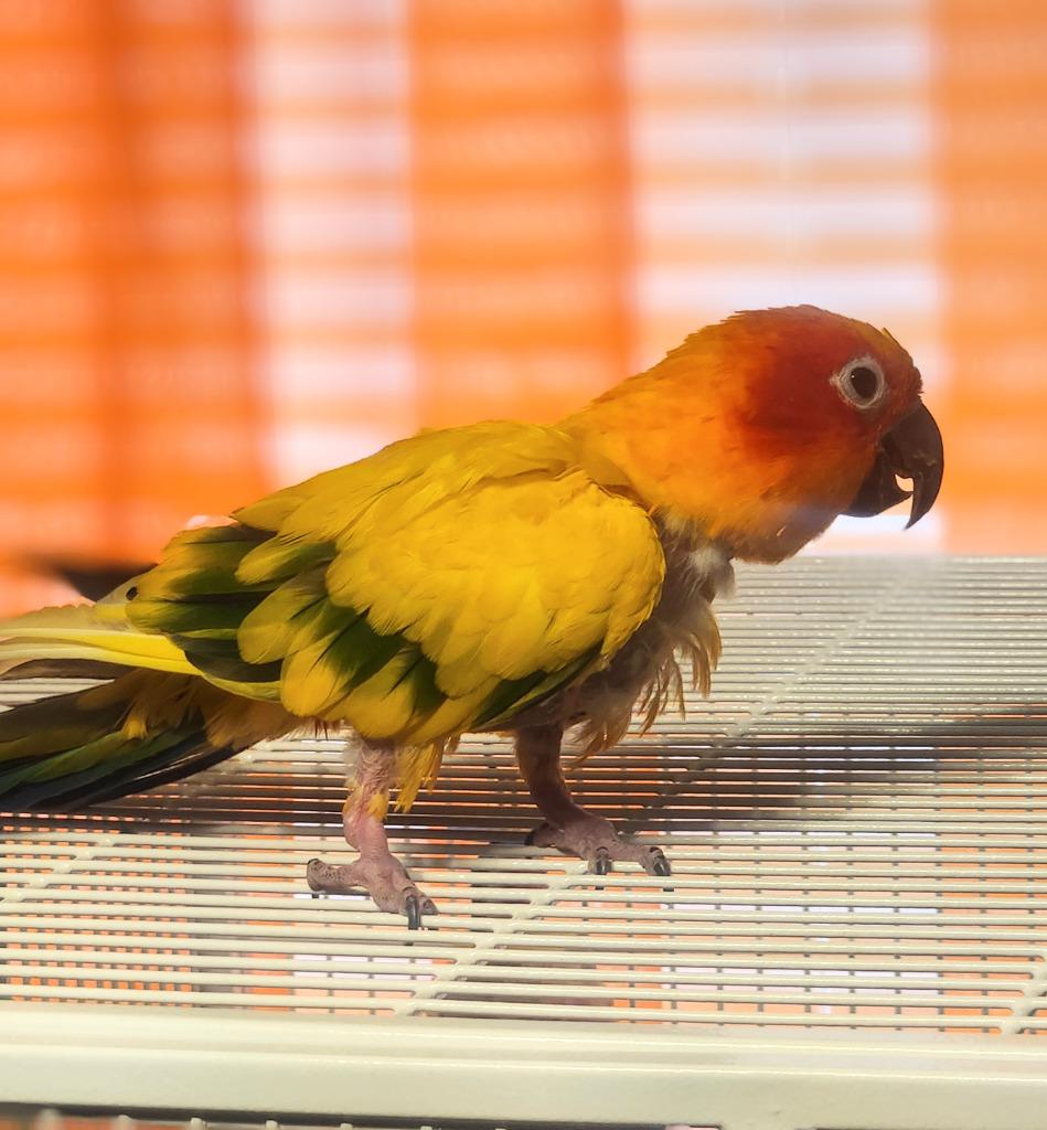 Enlarge Ollie, a Adoptable Conure in Ballwin, MO image 1/6