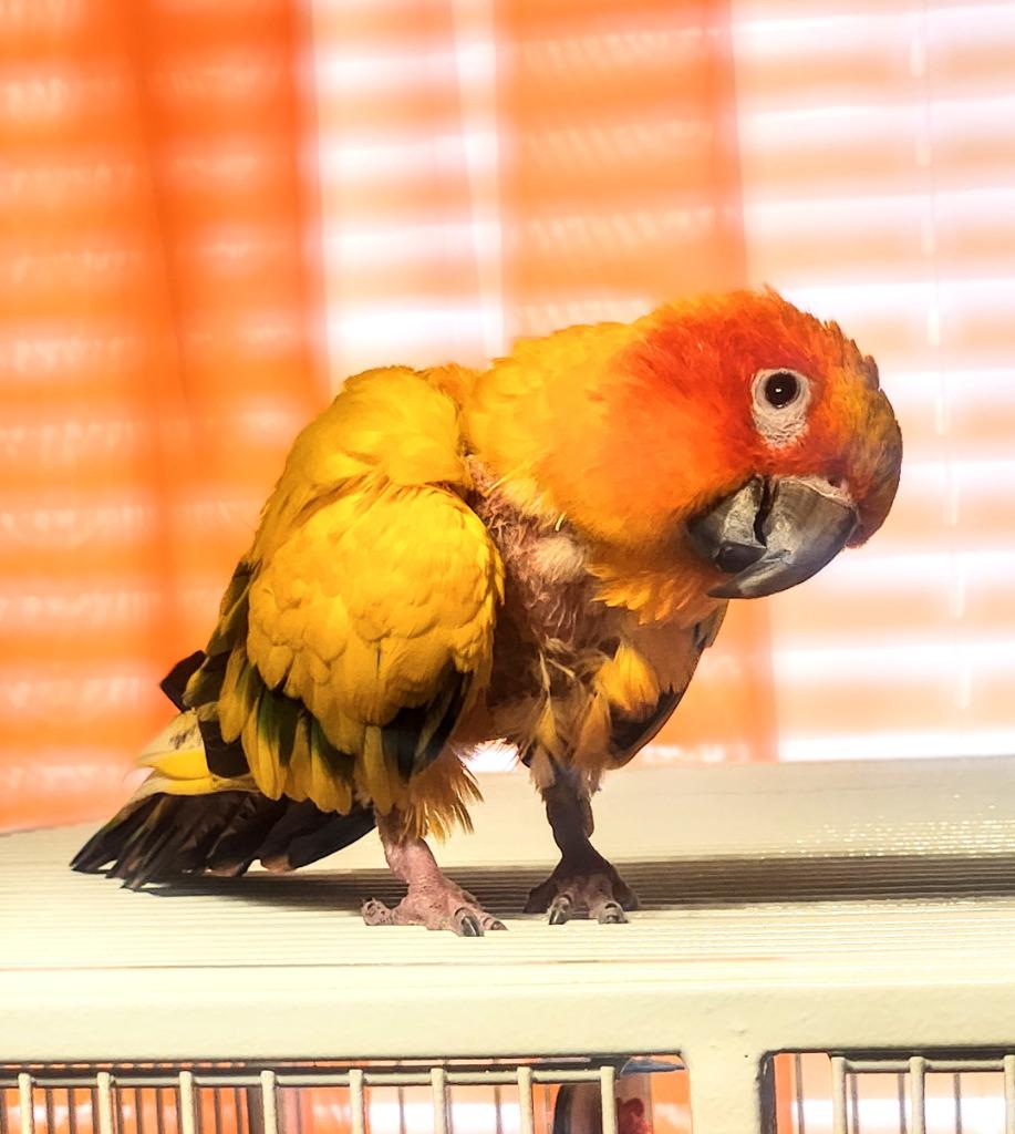 Enlarge Ollie, a Adoptable Conure in Ballwin, MO image 3/6