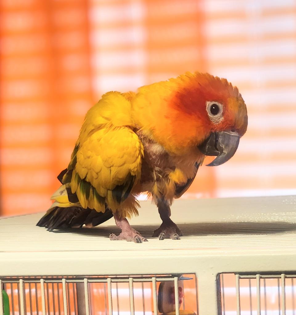 Enlarge Ollie, a Adoptable Conure in Ballwin, MO image 4/6