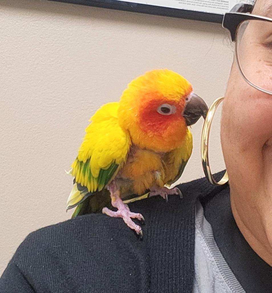 Enlarge Ollie, a Adoptable Conure in Ballwin, MO image 5/6