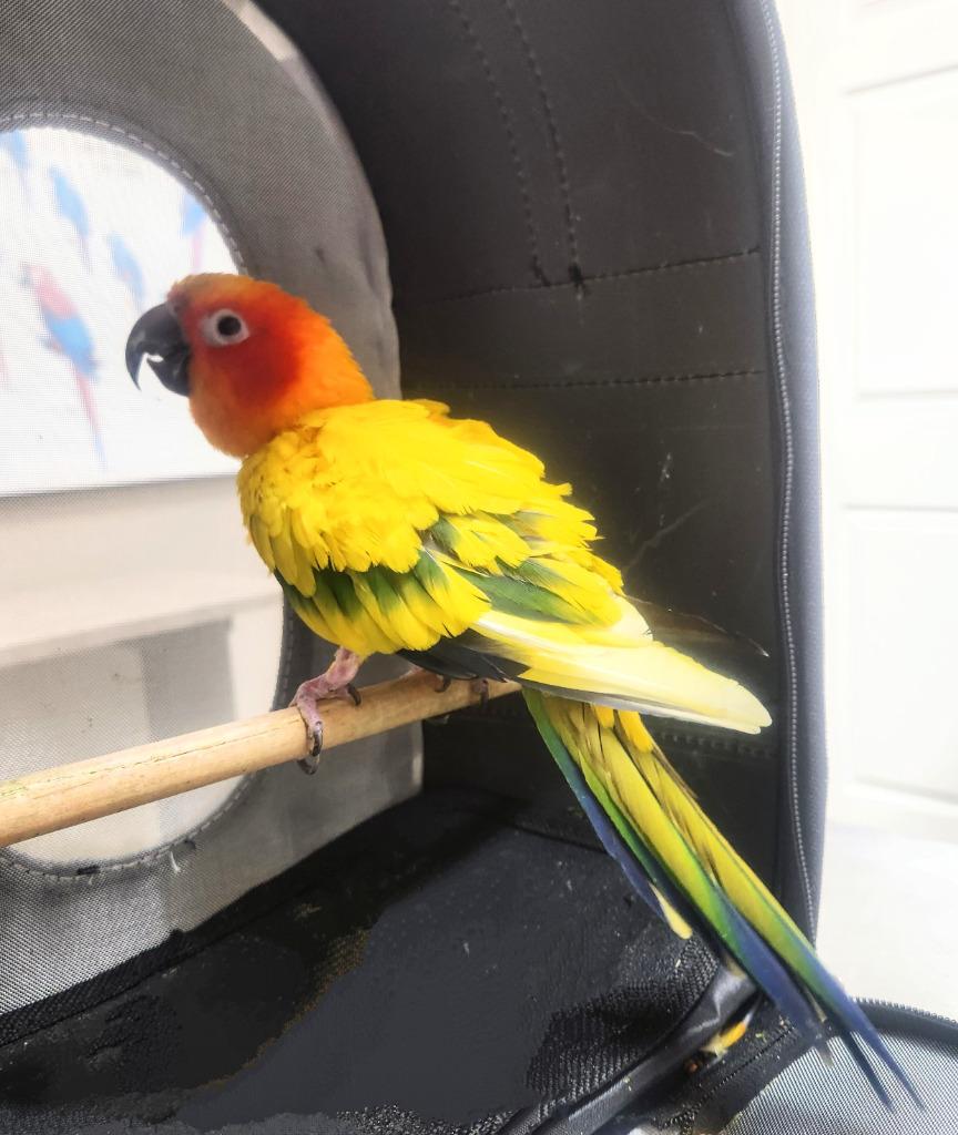 Enlarge Ollie, a Adoptable Conure in Ballwin, MO image 6/6