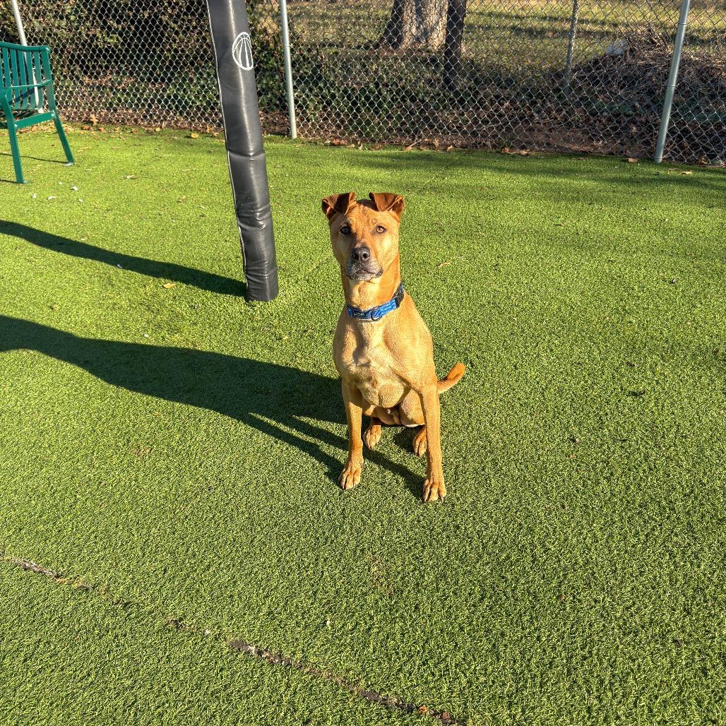 Blue, a Adoptable mixed breed in Gainesville, GA image 1/2