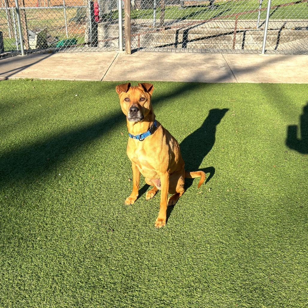 Blue, a Adoptable mixed breed in Gainesville, GA image 2/2