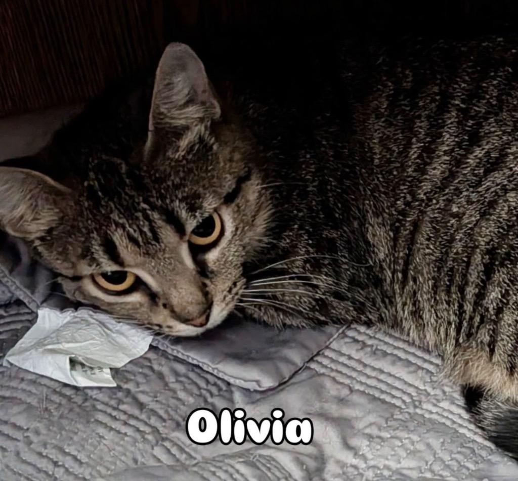 Olivia Hopper, Adoptable, Young Female Domestic Short Hair.