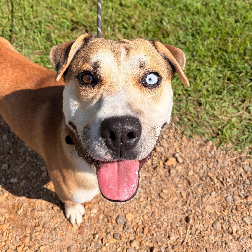 Enlarge Scooter, a Adoptable Labrador Retriever in Franklin, NC image 1/4